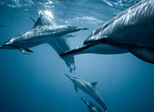 星空体育平台-【直播】Jiejie：LPL的队伍打GEN是不是最难打？真要说啊，没一个好打的